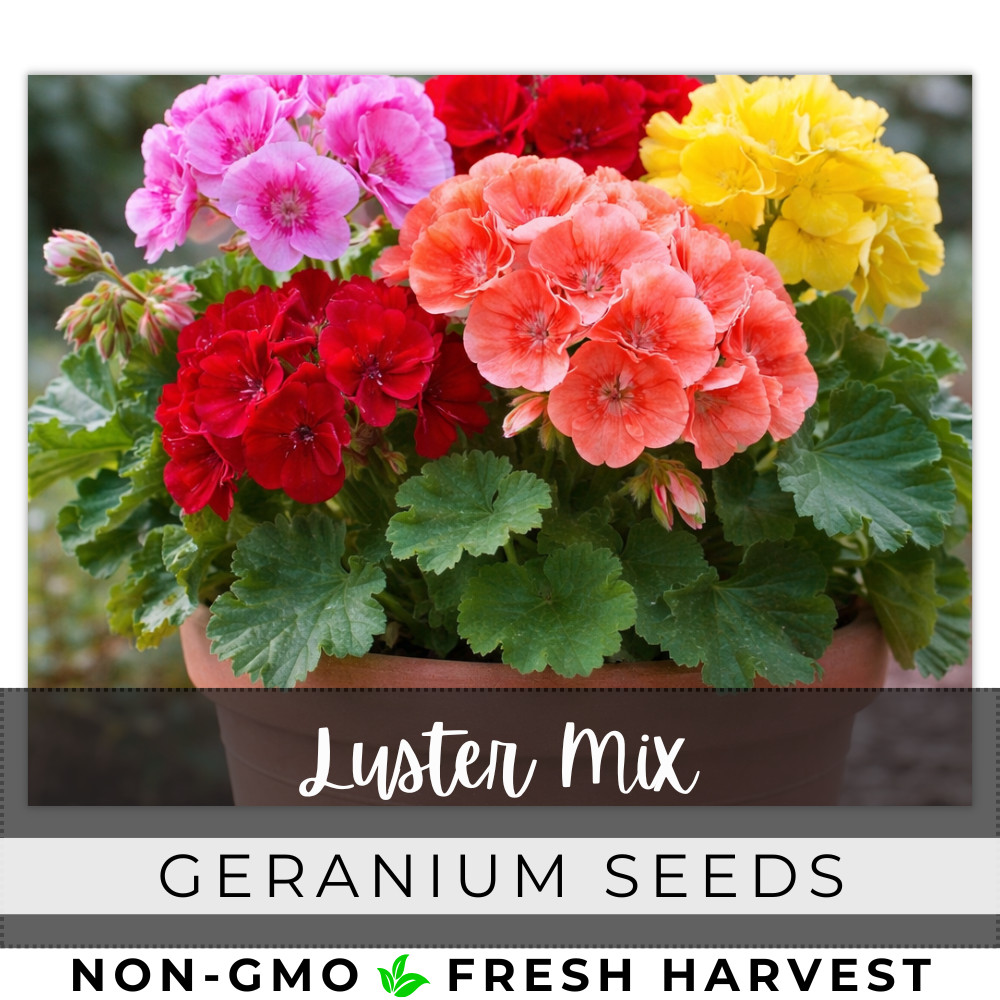 100+ Geranium Seeds -Luster Mix- Fragrant - Fresh Flower Seeds Non GMO gallery