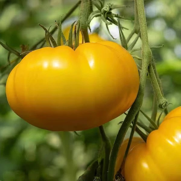 30+ CHEFS CHOICE TOMATO SEEDS -- YELLOW --- ORGANIC --- NON GMO gallery