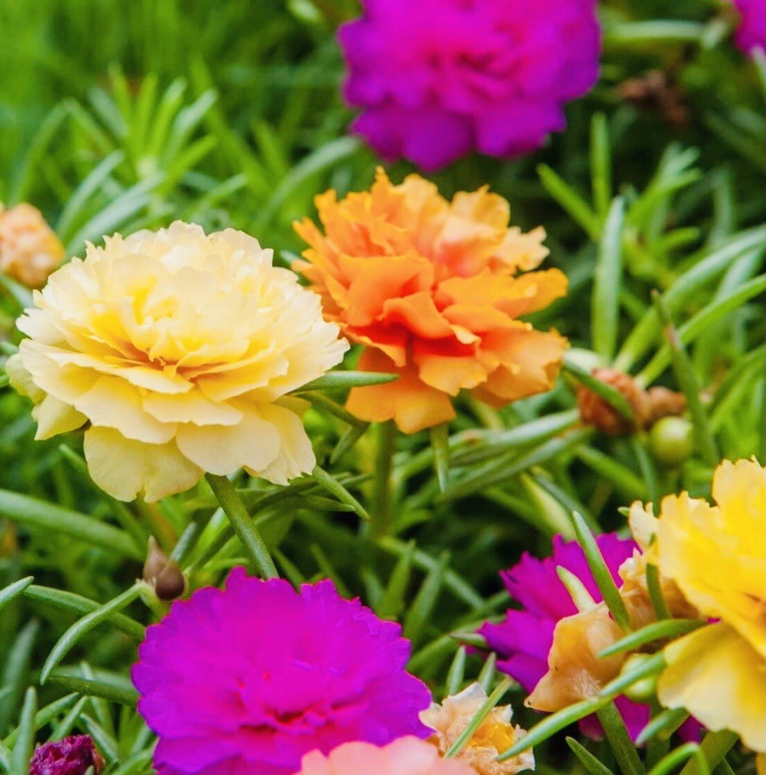 MOSS ROSE DOUBLE FLOWER MIX SEEDS OPEN POLLINATED HEIRLOOM SEEDS FRESH HARVEST gallery