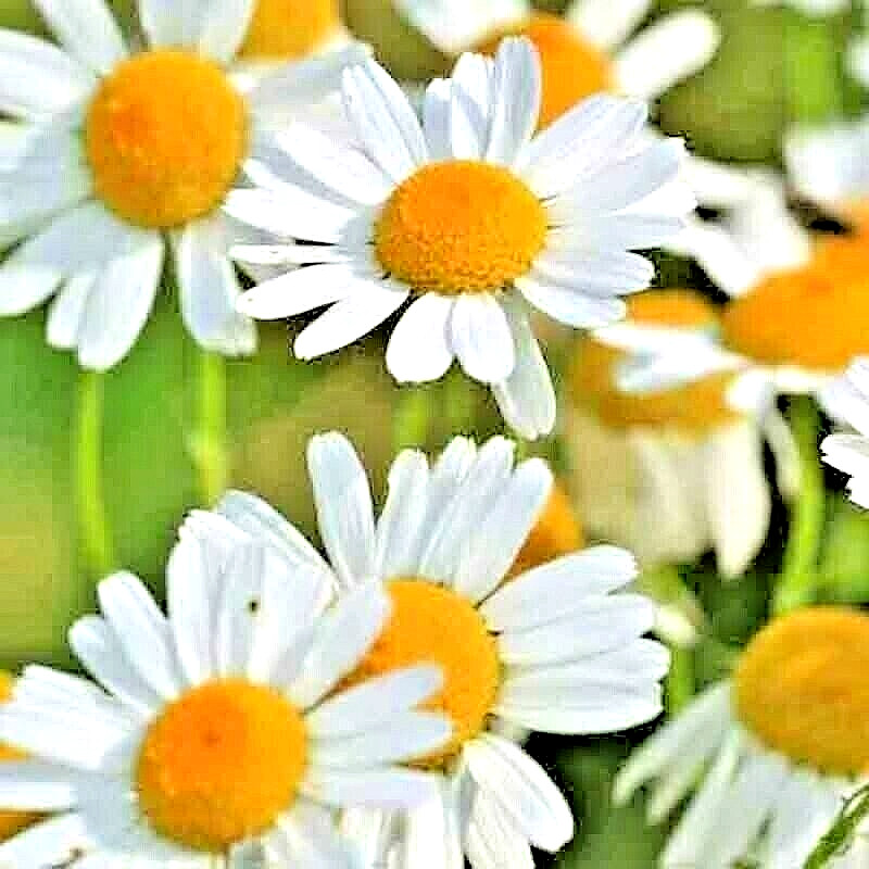 2000+ ROMAN CHAMOMILE SEEDS SPRING GROUNDCOVER PERENNIAL HEIRLOOM EDIBLE HERB US gallery