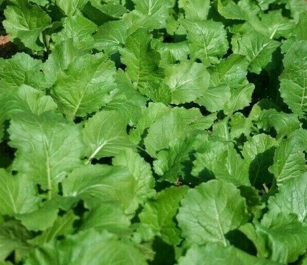 SEVEN TOP TURNIP SEEDS 1000+ VEGETABLE garden Culinary SALAD greens FREE SHIP gallery