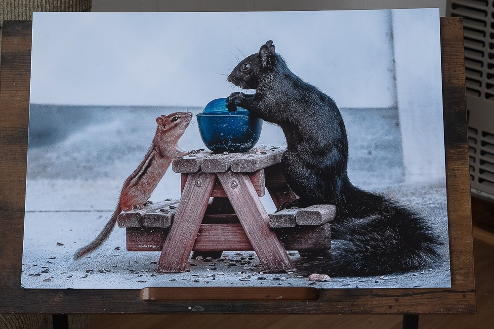 Chipmunk & Black Squirrel on Picnic Table - "Please Sir, I Want Some More"