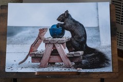Chipmunk & Black Squirrel on Picnic Table – “Please Sir, I Want Some More”