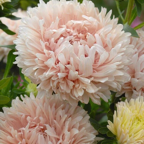 Peony / Paeony Duchess Apricot Aster Seeds | 50 - 1,000 Seeds | Free Ship 1233 gallery