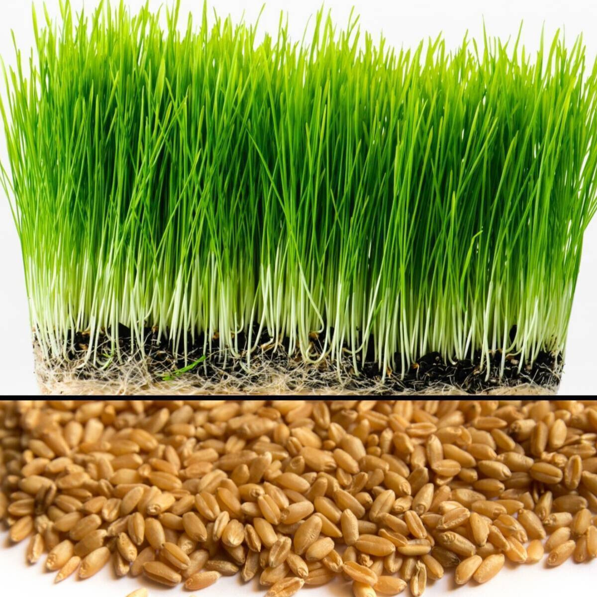 [ WHOLESALE ] Wheat Grass Seed- Guaranteed to Grow, Pets Friendly (USDA Organic) gallery