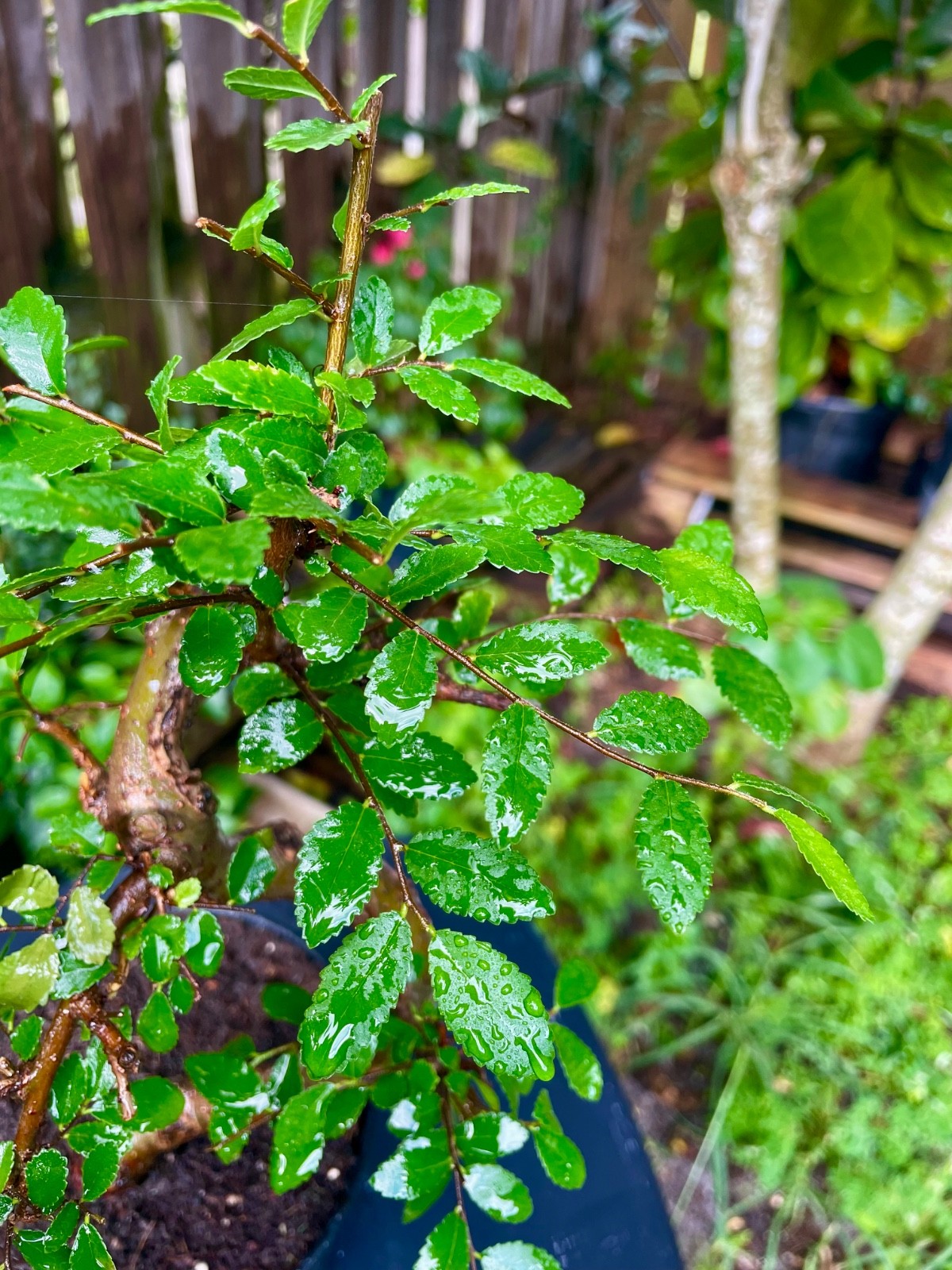 CHINESE ELM Pre-Bonsai /Bonsai S Tree Cold Hardy / Tiny leaves 5 years old gallery