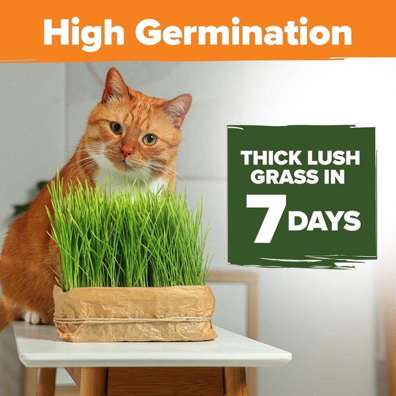 3200+ Indoor Cat Grass Refill – Non-GMO Grown Catnip, Oat & Alfalfa Seeds – ... gallery