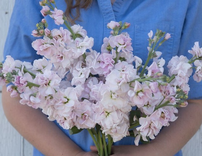 35 Cherry Blossom Stock seeds gallery