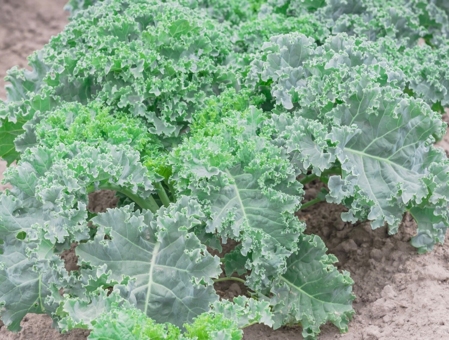 200+ Vates Blue Curled Scotch KALE - Fresh Organic Seeds - Heirloom USA 🇺🇸 gallery