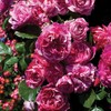 Raspberry Creme Twirl Climbing Rose 1.5 Gal Potted Striped Flowers, Own Root gallery
