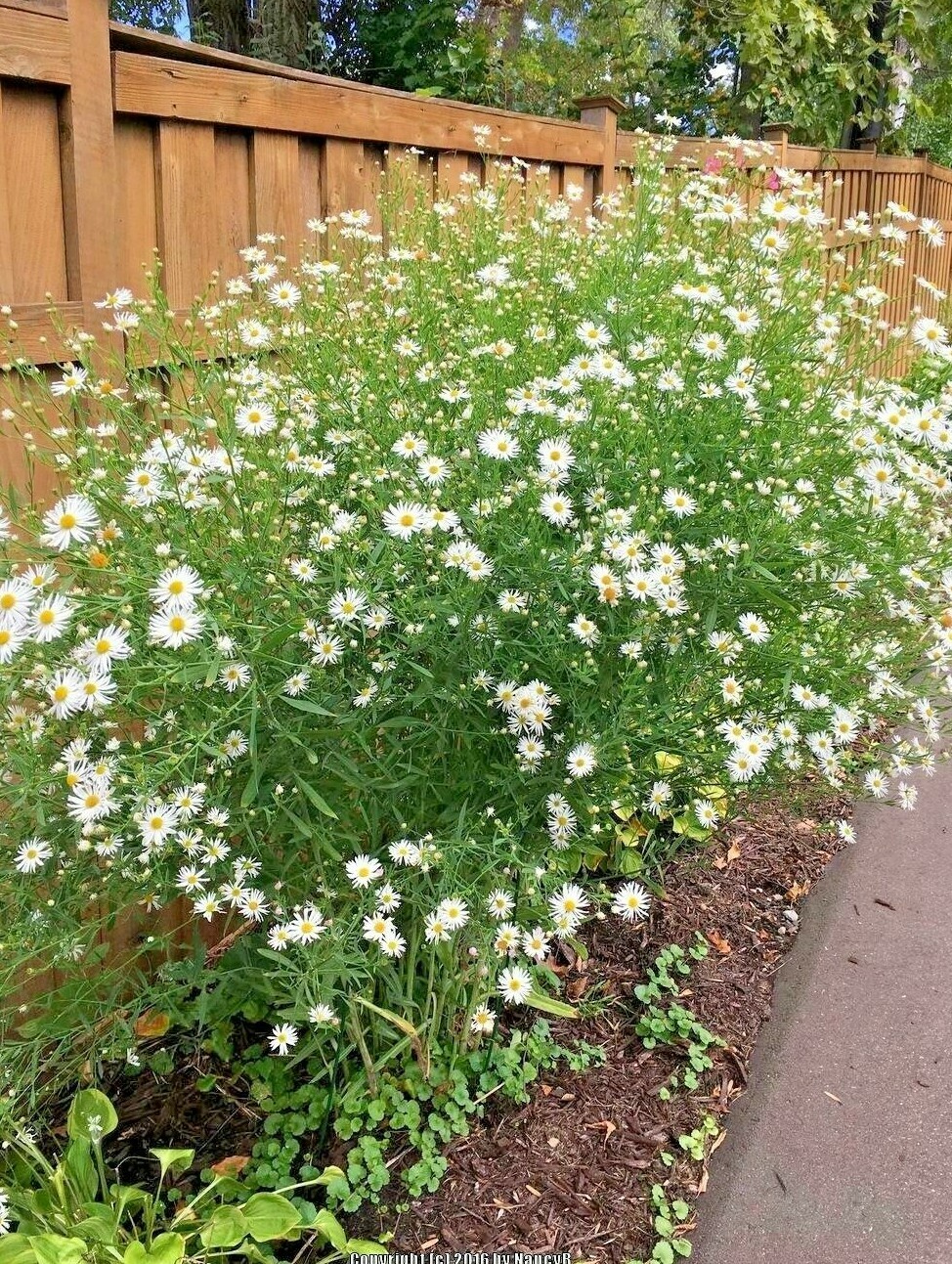 201+FALSE ASTER Seeds Perennial Native Wildflower Poor Soils Summer Fall Garden gallery