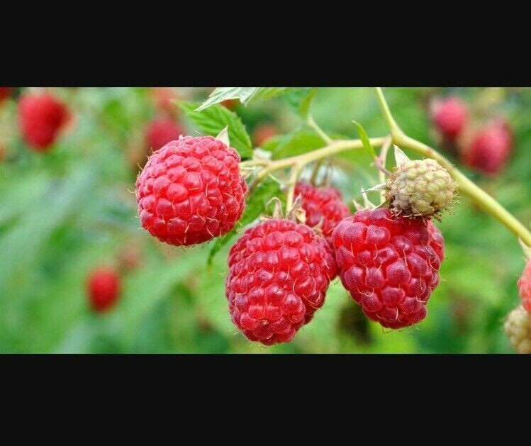 GIANT SWEET TULAMEEN RASPBERRY 100 SEEDS MEDICINAL ANTIOXIDANT FIBRE gallery