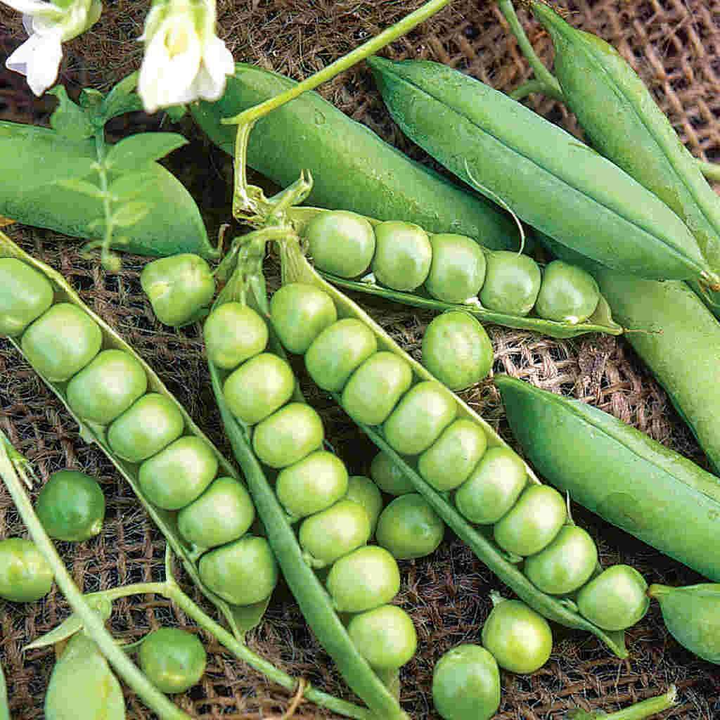 Little Marvel Garden Pea Seeds, Compact Semi-Dwarf Shelling, NON-GMO, FREE SHIP gallery