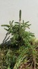 Ten (10) Fast Growing NORWAY SPRUCE 37"-48" Fresh dug 6 year Trees Wind Privacy gallery