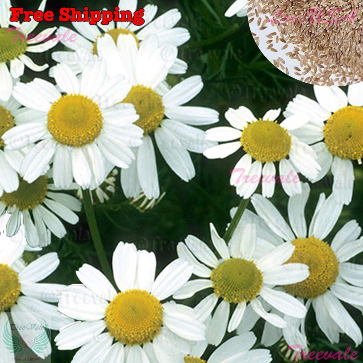 Roman Chamomile Seeds - Anthemis Nobilis - Herbal Carpet Seeds | Flower Seeds gallery