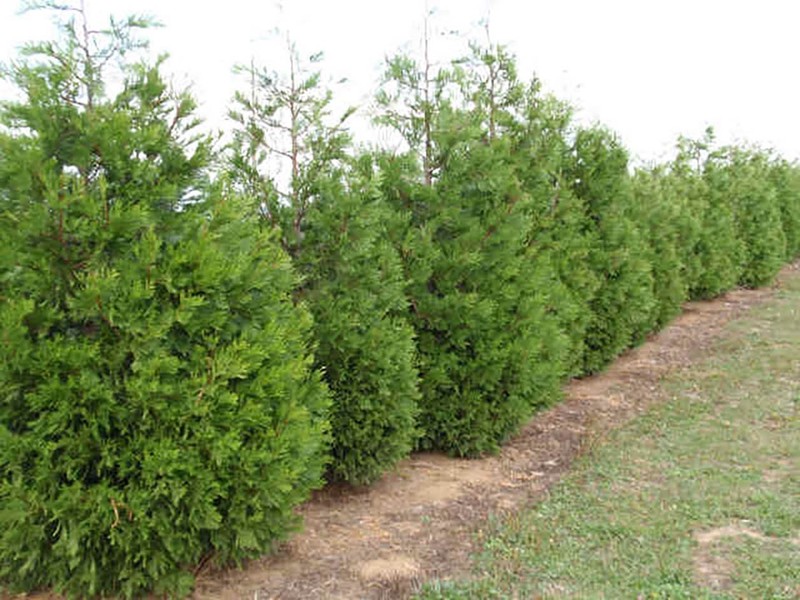 Incense Cedar, Calocedrus decurrens (Libocedrus decurrens), Tree Seeds gallery