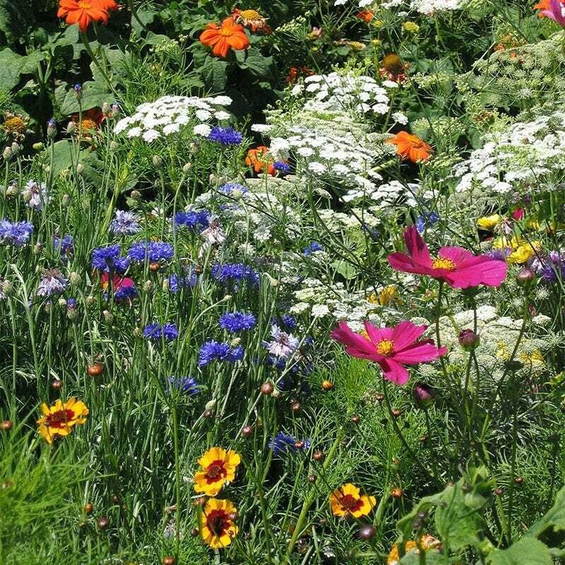 1000+ Wildflower Mix Seeds - DROUGHT RESISTANT - 25 Species - Dry Area - Non-GMO gallery