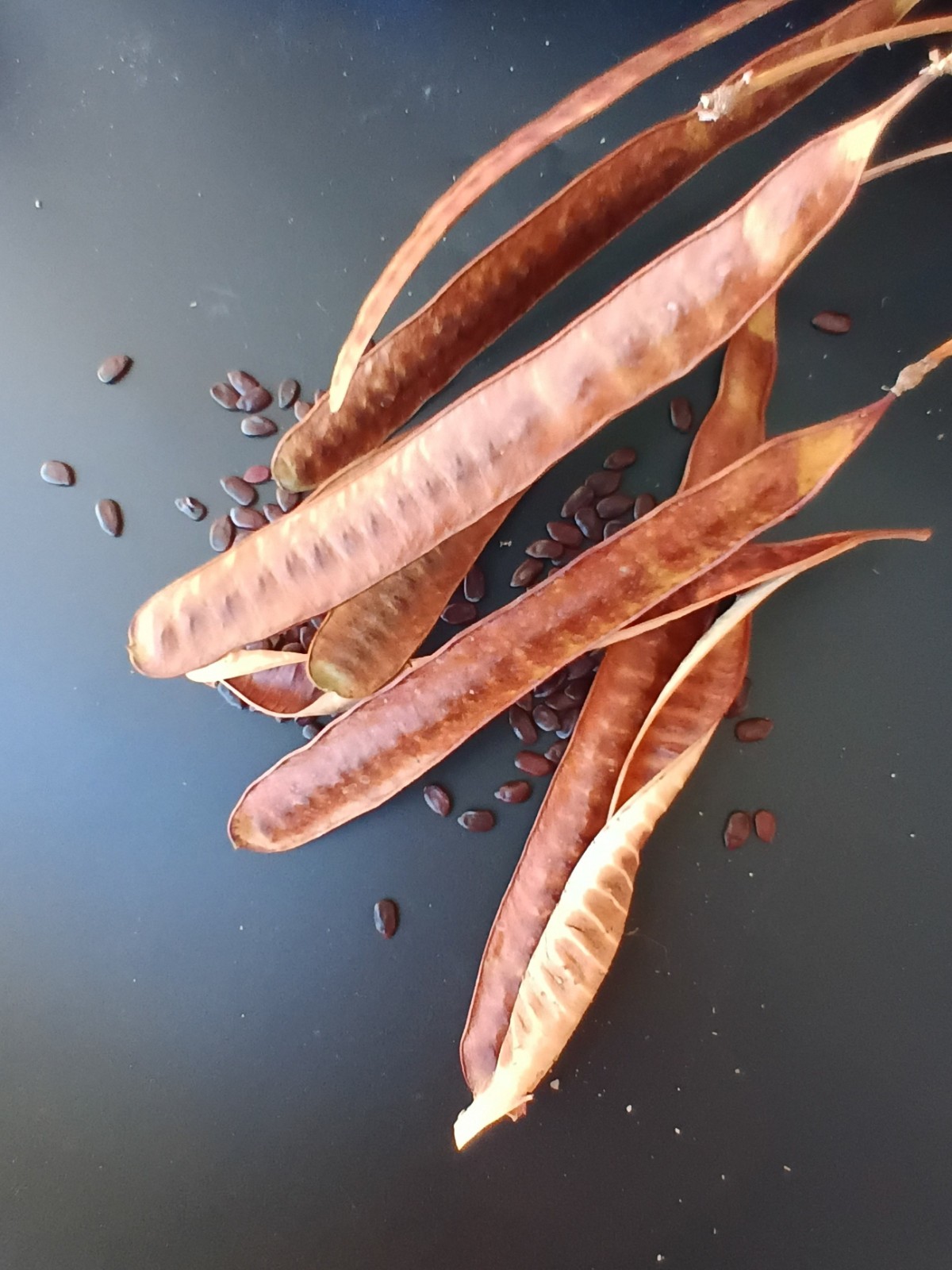 Guaje, Miracle Lead Tree, River Tamarind - Leucaena leucocephala - 50+Seeds (3g. gallery