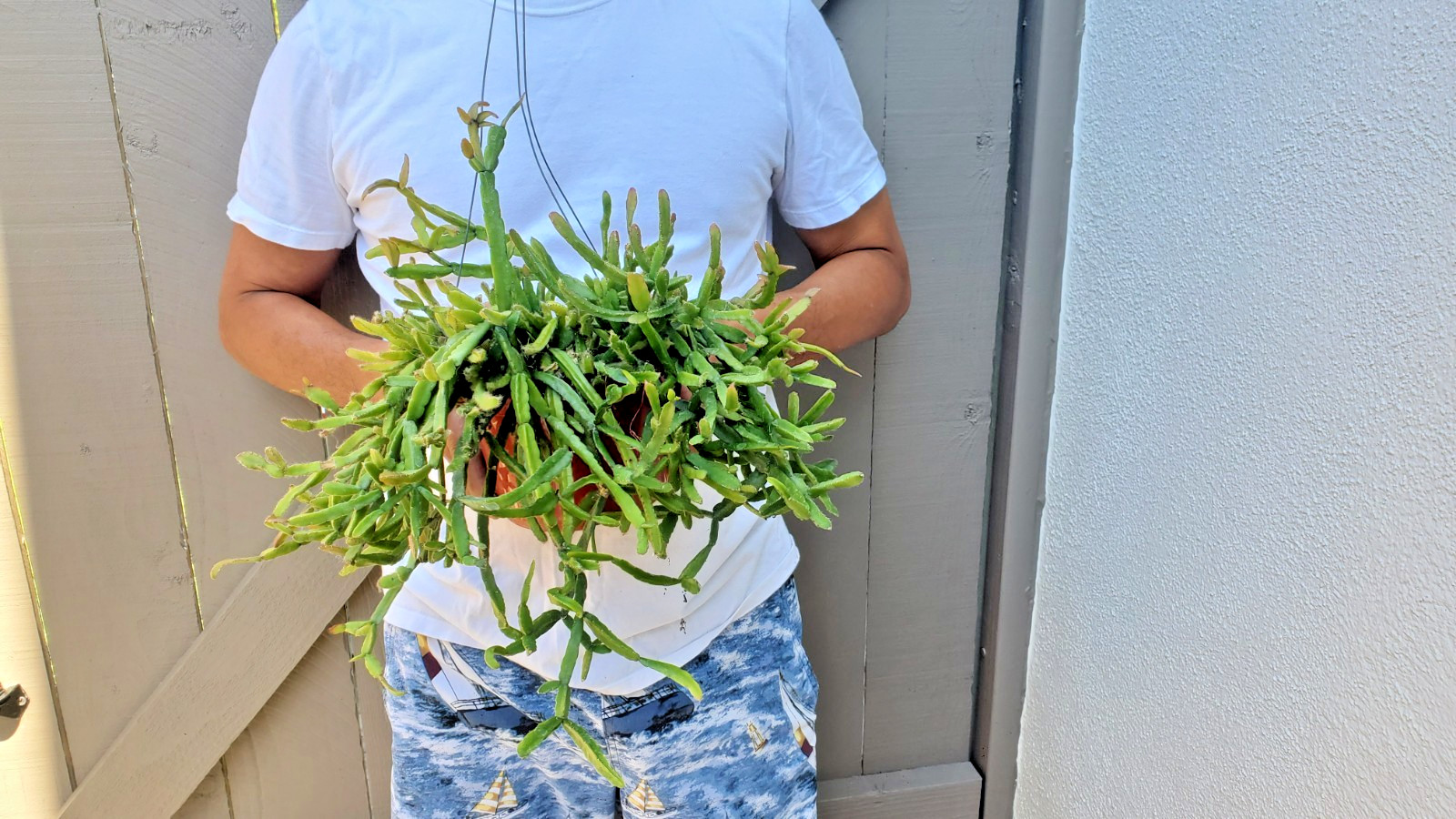 Rhipsalis micrantha Succulent -A gallery