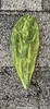2 Opuntia Conchenillfera Cactus Pads 6-12 Inches Or More. Not Same As Image gallery