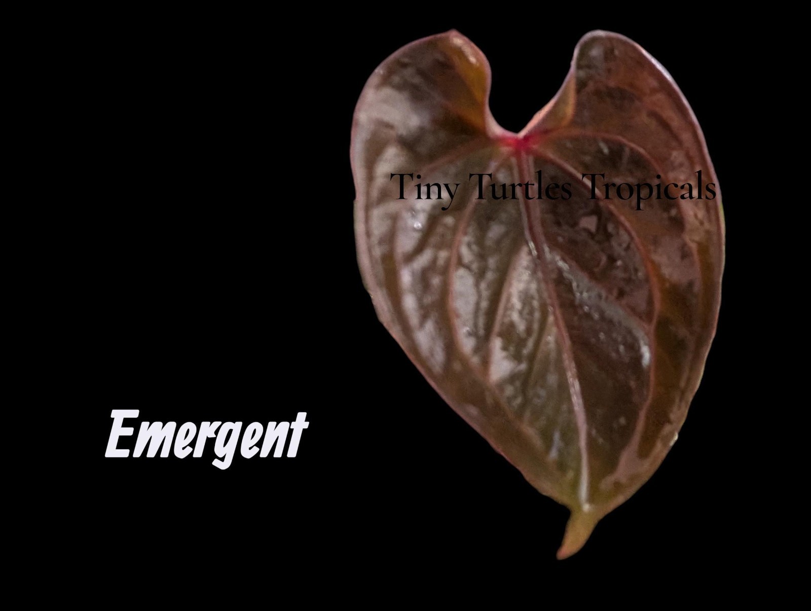 Anthurium Red Spider WITH FOLIAGE: rare imported for several months gallery