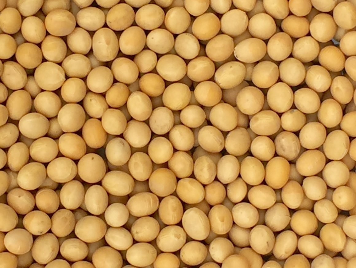 Premium Grade Non-GMO Soybeans (5 Pounds) - Great for 80 Ounce (Pack of 1) gallery