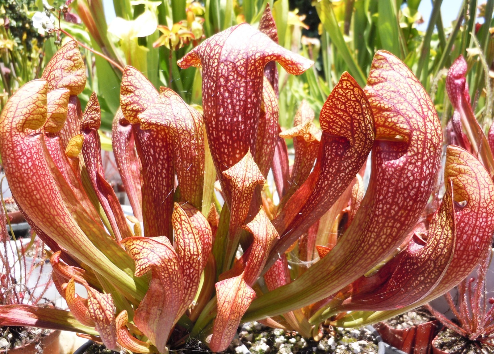 Live Carnivorous Plants - Sarracenia 'Dixie Lace' Pitcher Plant (Medium) gallery