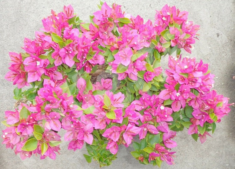 Torch Glow Pixie Bougainvillea Pre Bonsai Dwarf Mame Fat Trunk Flowers gallery