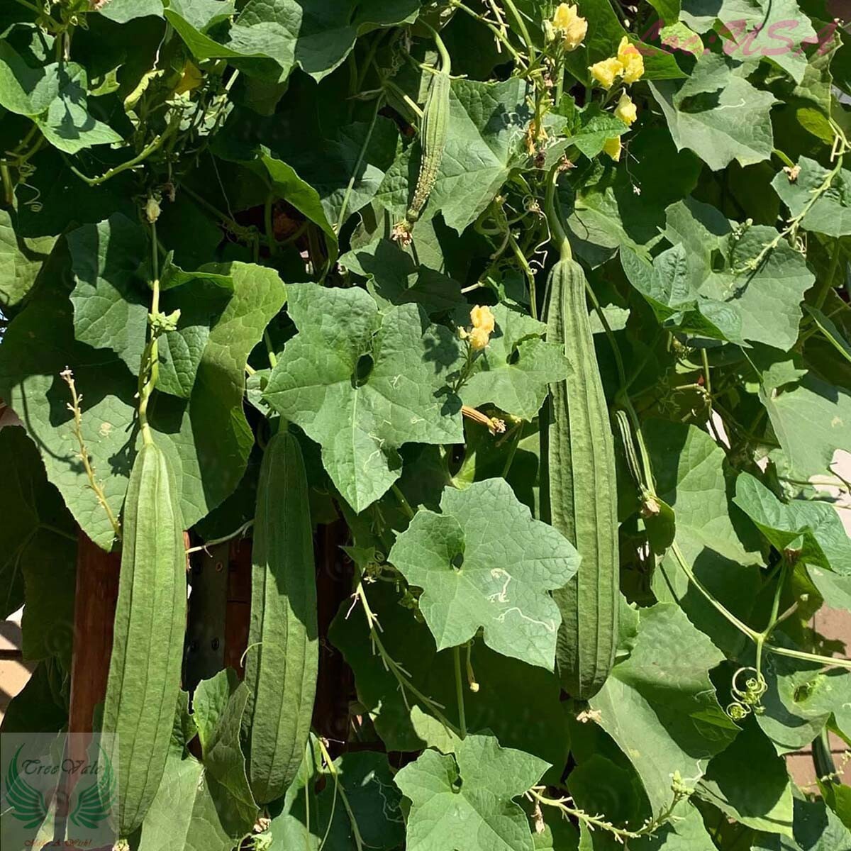 Angled Luffa, Redged Gourds, Sponge Gourds, Chinese Okra, Luffa Acutangula SEEDS gallery