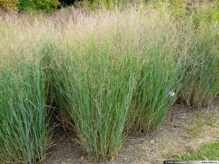 SWITCHGRASS / ORNAMENTAL * 25 COUNT PKT. gallery