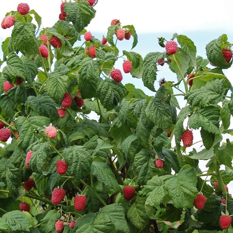 5 Caroline Raspberry Bush - Rubus idaeus - Starter Plug gallery