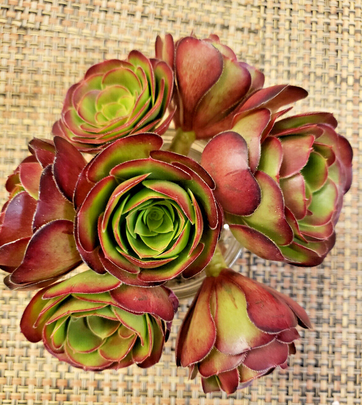 2 x MEDIUM SIZE AEONIUM 'VELOUR' CUTTING - 2" (= 5 CM) diameter gallery