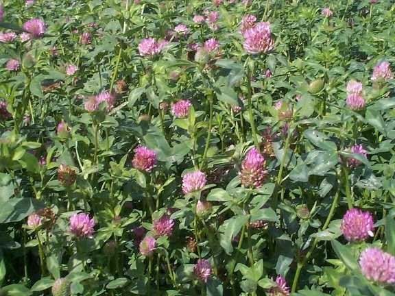 10 LBS RED CLOVER FOOD PLOT SEED FOR DEER, TURKEY, WILDLIFE, COATED SEED gallery