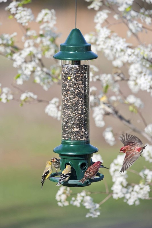 Brome Squirrel Buster Plus Bird Feeder w/ Cardinal Perch Ring 1024 - Squirrel gallery