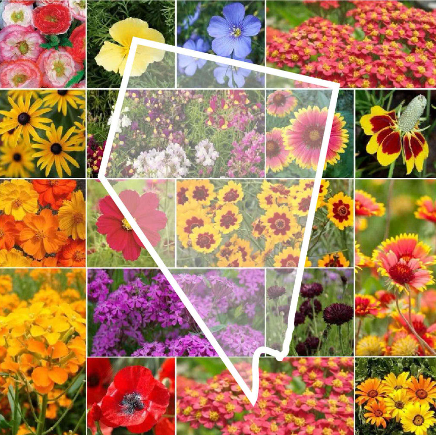 Wildflower NEVADA State Flower Mix Perennials & Annuals USA Non-GMO 1000 Seeds! gallery