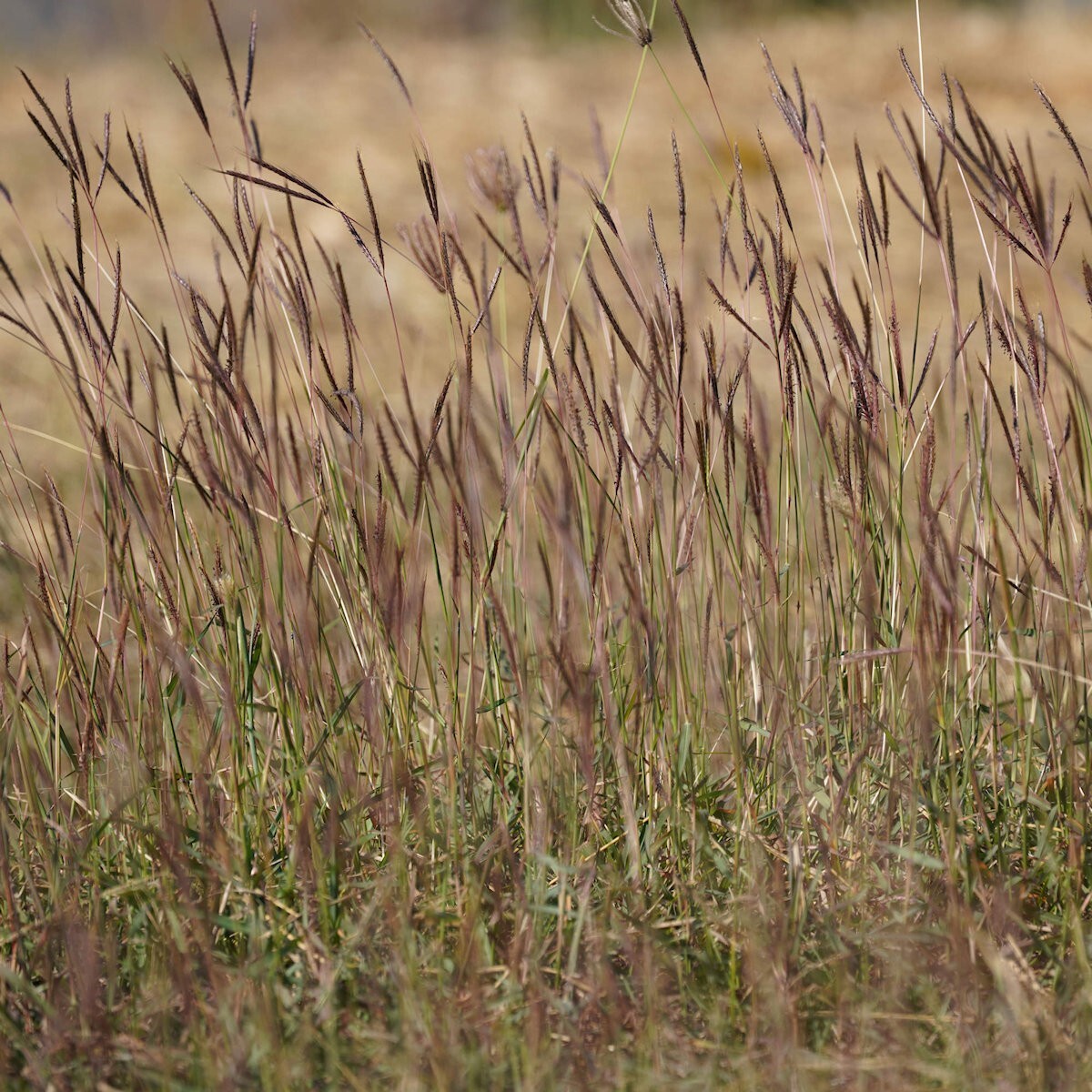 1/4 Lb Big Bluestem Native Grass Seeds - Everwilde Farms Mylar Seed Packet gallery