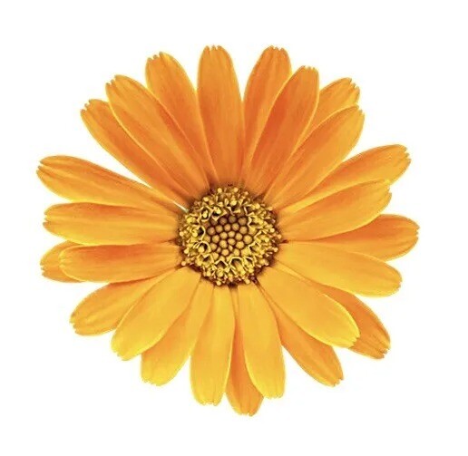 Orange Yellow Daisy Sticker Decal gallery