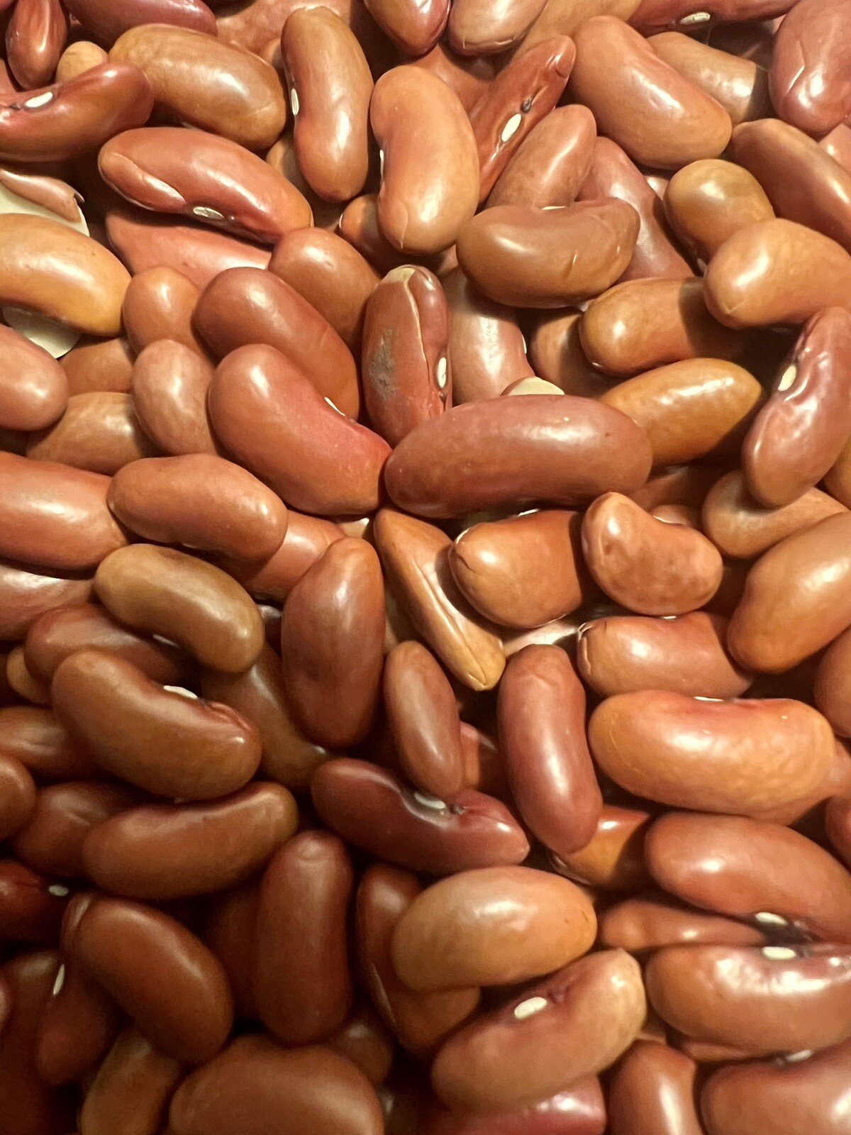 Red Kidney Beans Seed Grains Phaseolus Vulgaris Drought-Tolerant FREE S/H! gallery