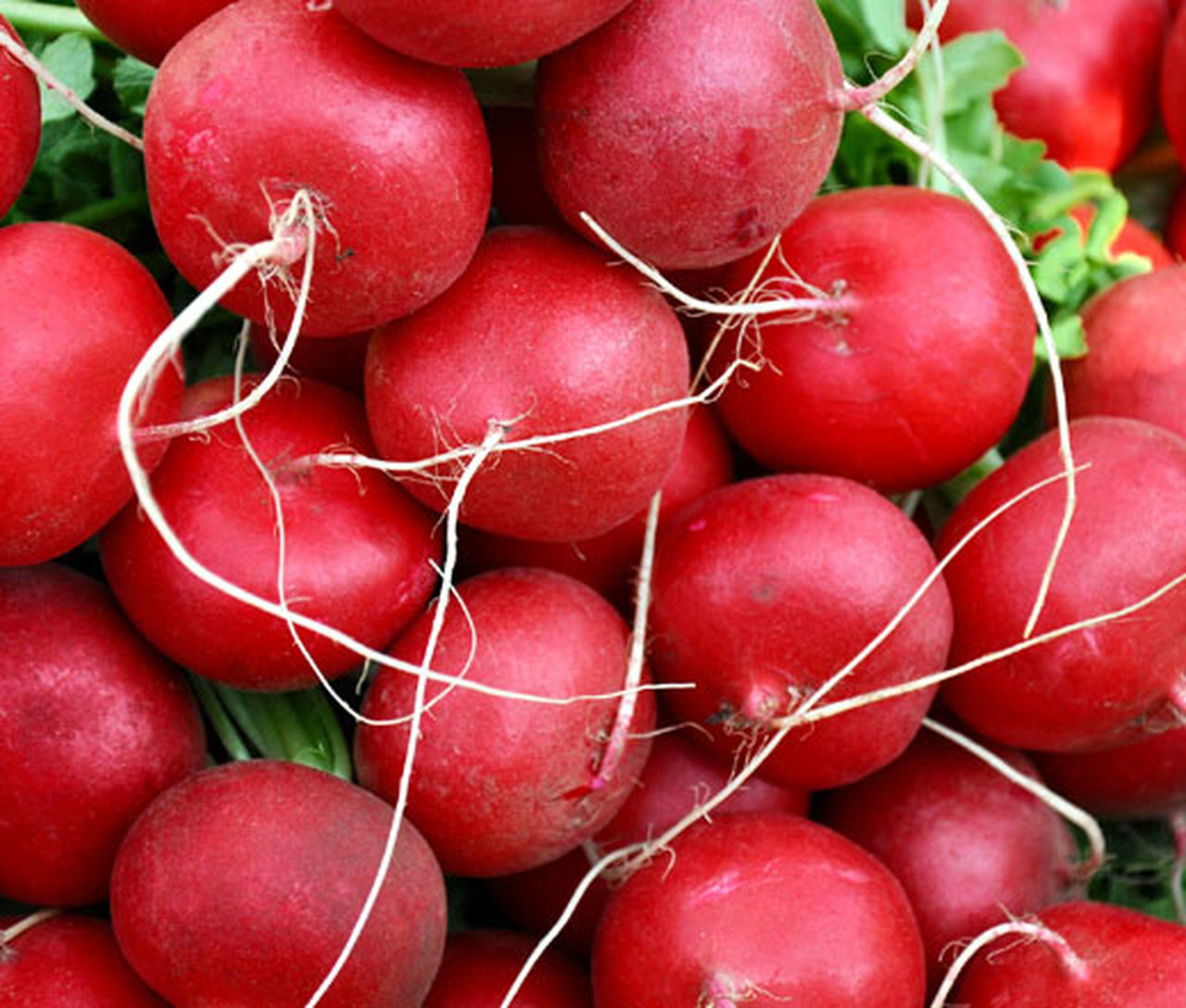 Champion Radish Seeds, NON-GMO, Fast Harvest, Variety Sizes, FREE SHIP gallery