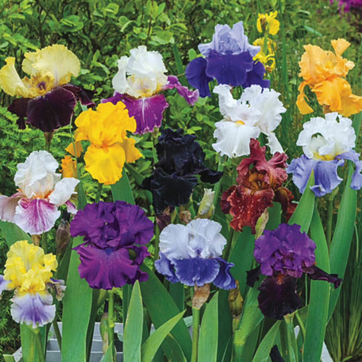 5 starter Plants Random Mixture Tall Bearded Iris Freshly Dug gallery