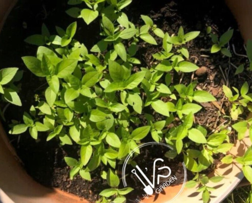 THAI BASIL, OCIMUM BASILICUM SEEDS, HẠT HÚNG QUẾ, 泰國羅勒 | 90% GERMINATION | gallery