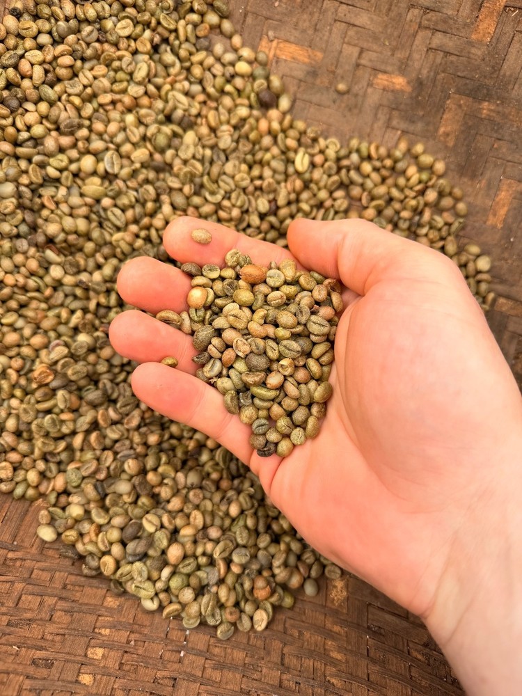 Green Coffee Beans – Single-Origin Vietnam – Robusta – Unroasted – 2 lb