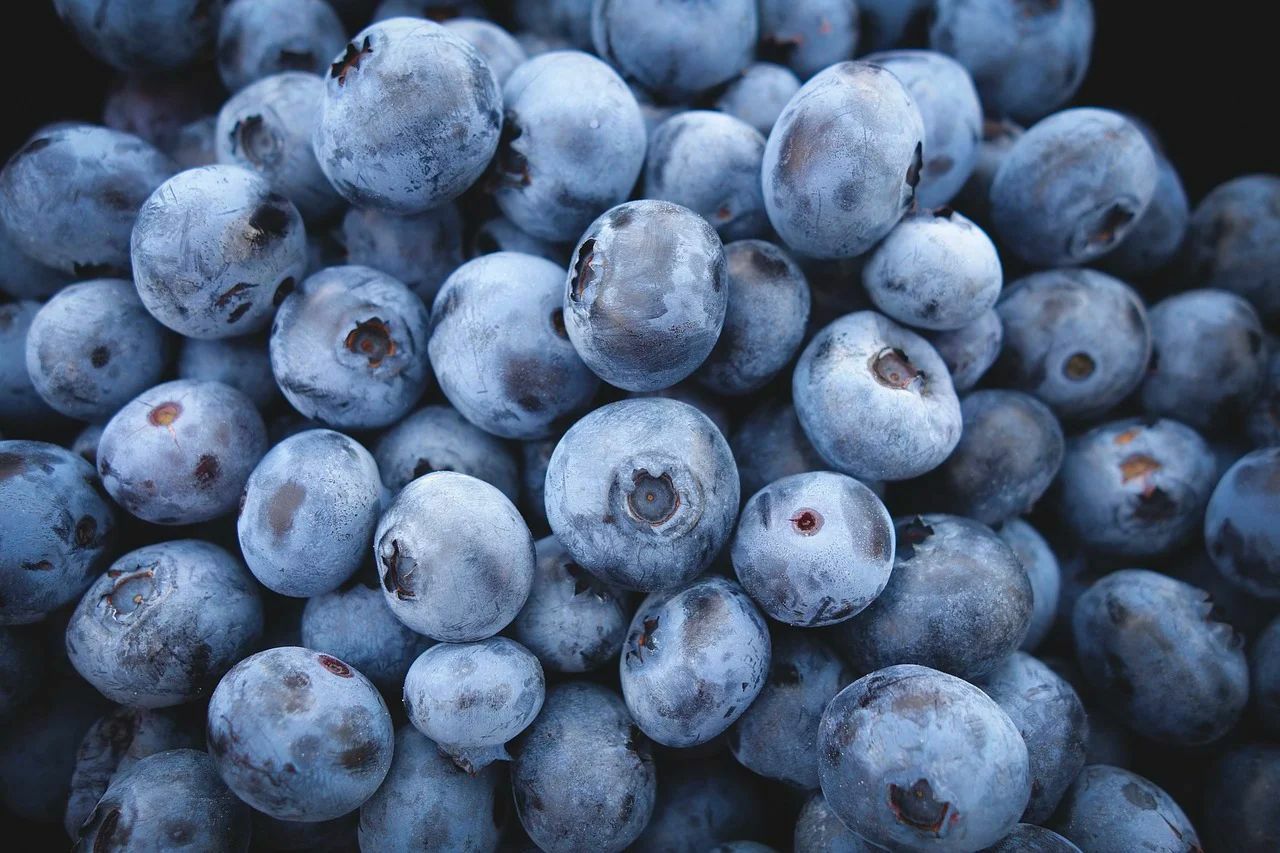 60 Highbush Blueberry Seeds gallery