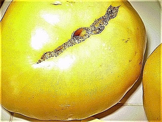 Pike County Yellow tomato BIG yellow heirloom non-gmo YUMM! gallery