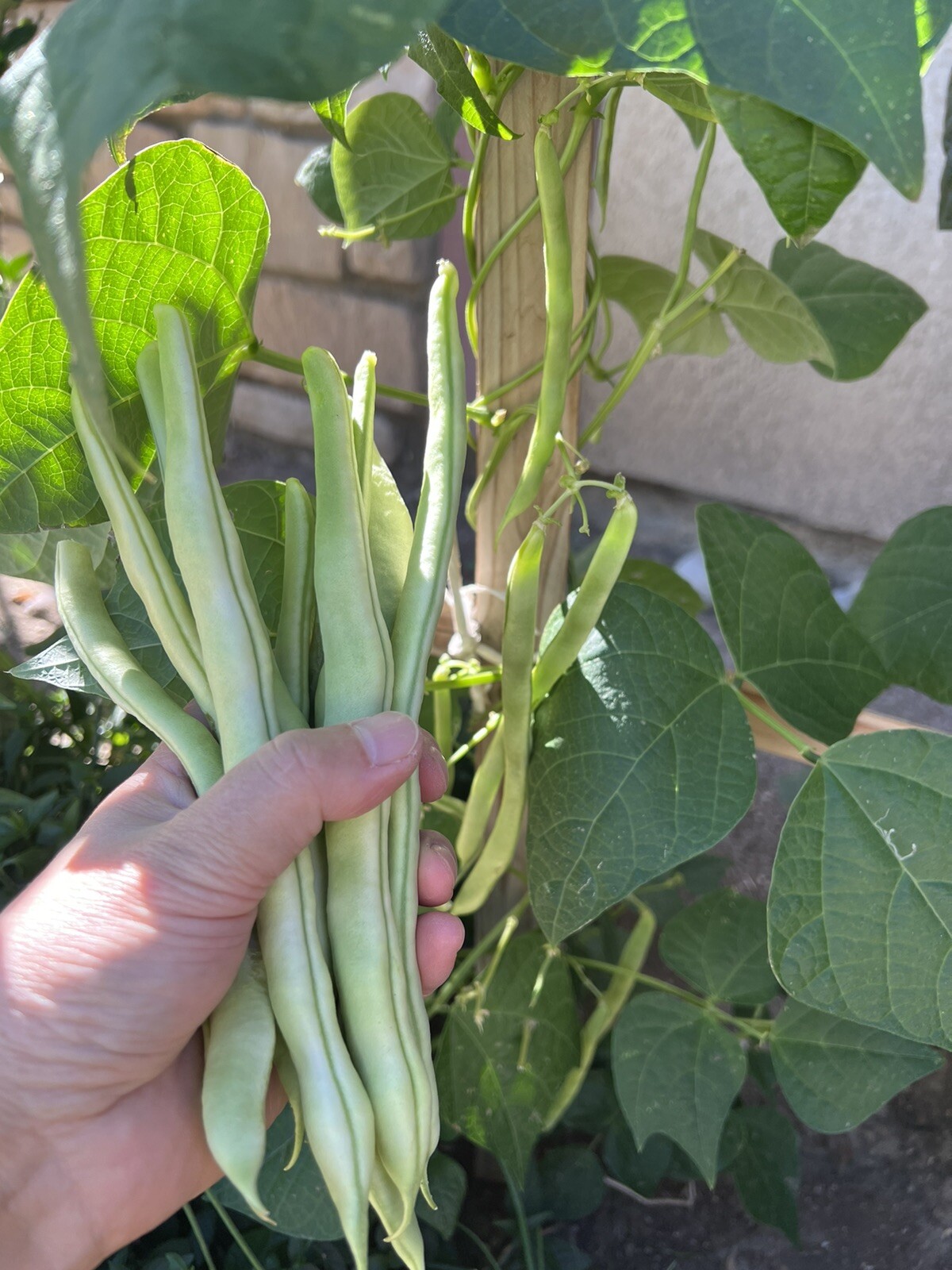 60Ct white 9 seeds bean seeds Stringless Bean Heavy producer 60粒高产九粒白种子2023年产新种子 gallery