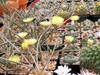 Cactus- Astrophytum caput-medusae 2.75" pot (5yo seed grown| flowering size) gallery