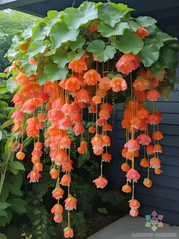 25+ Orange Weeping Begonia Seeds for Garden Planting - USA - FREE SHIPPING! gallery