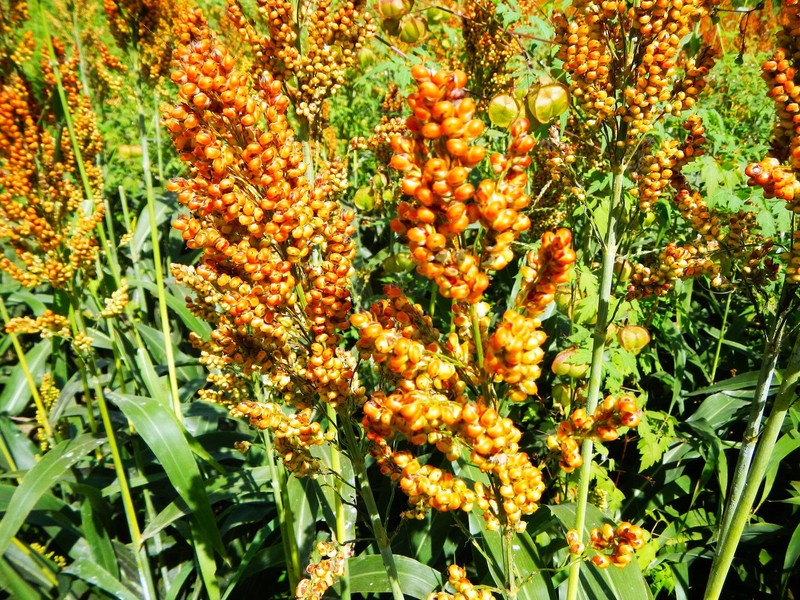 Rox Orange Syrup Cane Sorghum Seeds - For 2026 Planting Sorghum Bicolor Sugar gallery