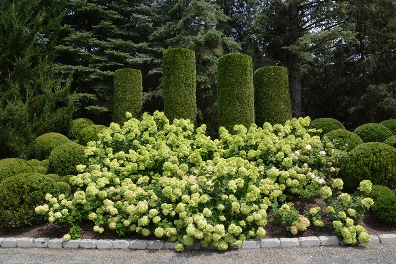 LITTLE LIME Panicle Hydrangea PP#22330 gallery