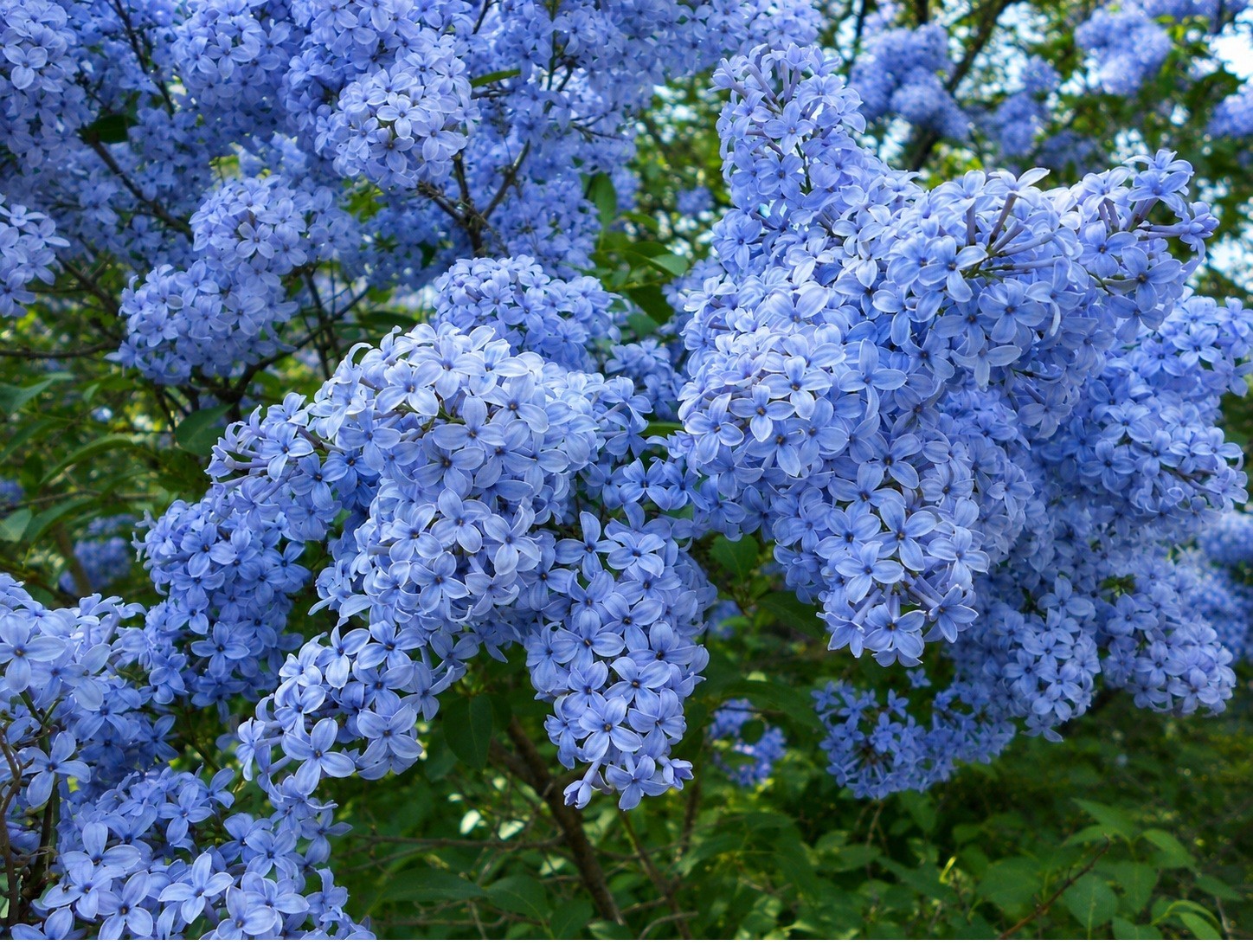 25 Lilac Seeds Fragrant Flowering Tree Perennial Flower Seed "California" gallery
